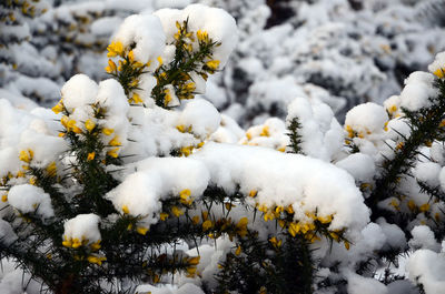 Snow covered gorse flowers