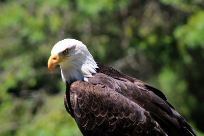 Close-up of eagle