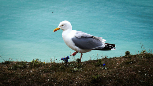 Seagull perching on a land