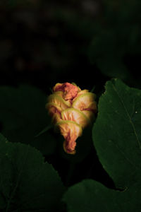 Close-up of rose plant against black background