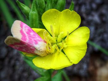 Close-up of yellow flower