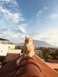 Cat looking away against sky