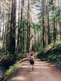Woman walking on the hiking trail through the redwood trees, view from the back