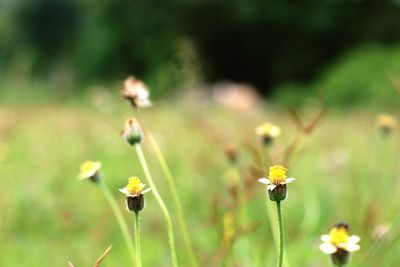 Close-up of yellow flowers growing outdoors