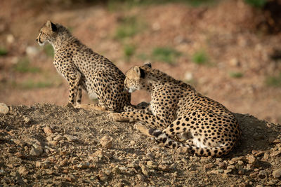 Cheetahs sitting on rock