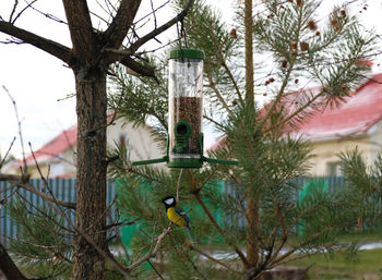 Close-up of birdhouse hanging on tree