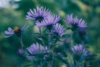 Close-up of purple flowers