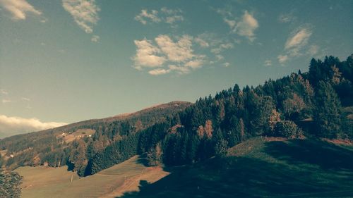 Trees on countryside landscape