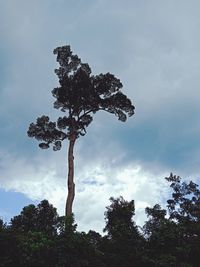 Low angle view of tree against sky