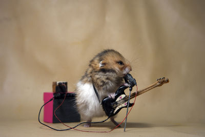 Hamster playing guitar