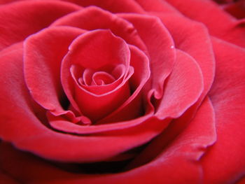 Close-up of red rose
