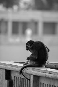 Monkey sitting on wooden railing