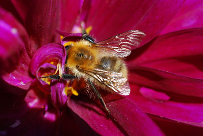 Close-up of insect on pink flower