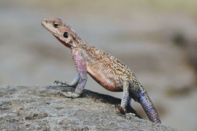 Close-up of lizard on rock