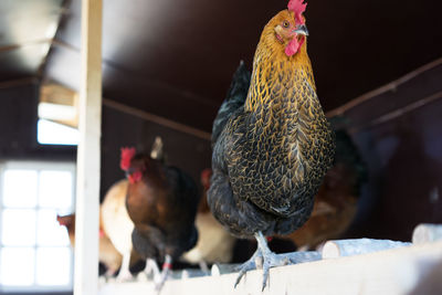 Low angle view of hen at barn