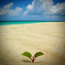 Scenic view of beach against cloudy sky