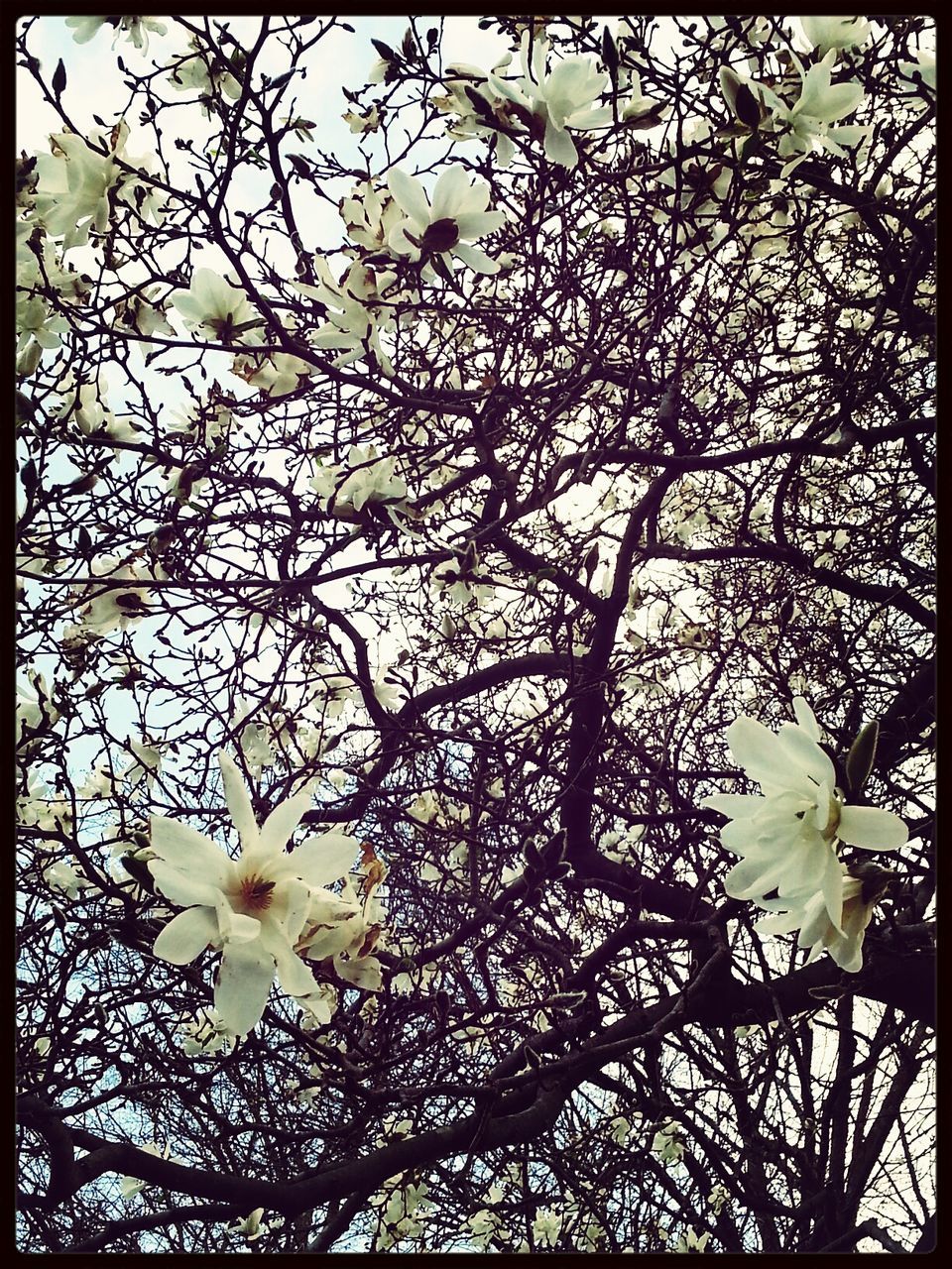 flower, transfer print, freshness, growth, fragility, petal, auto post production filter, beauty in nature, flower head, nature, branch, close-up, low angle view, white color, blossom, blooming, in bloom, tree, focus on foreground, plant