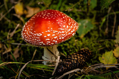 Close-up of fly agaric mushroom on field