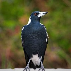Close-up of bird perching on plant