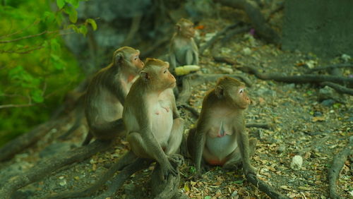 Monkey sitting on ground