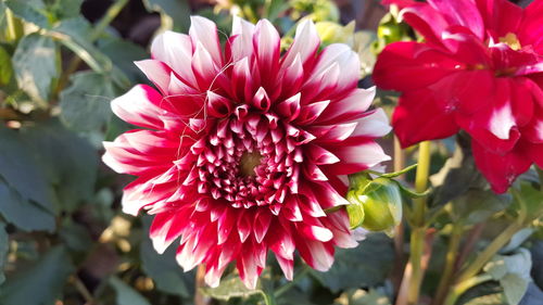 Close-up of pink dahlia blooming outdoors