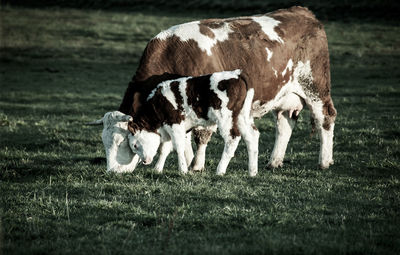 Cow grazing in a field