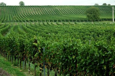 View of vineyard