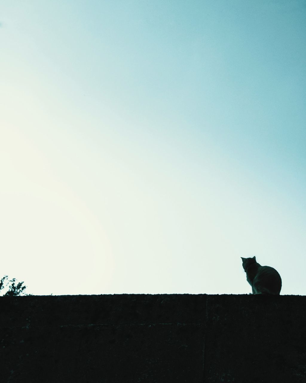 animal themes, clear sky, low angle view, mammal, pets, no people, nature, outdoors, day, sky, animal, beauty in nature, blue