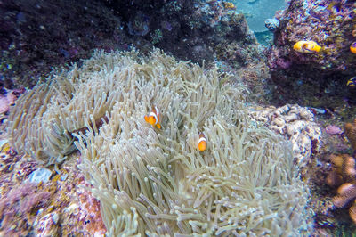 Close-up of coral underwater
