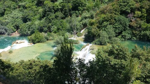 Scenic view of river in forest