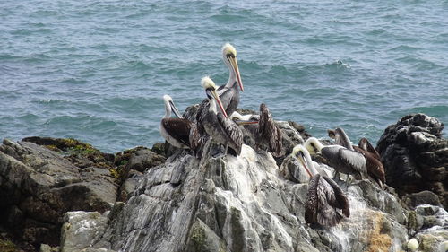 Seagull perching on rock by sea