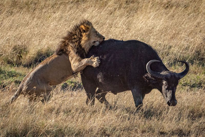 Male lion holds on to cape buffalo