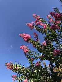 Low angle view of flowering tree against blue sky