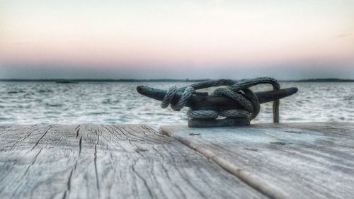 View of dog on wood at beach against sky