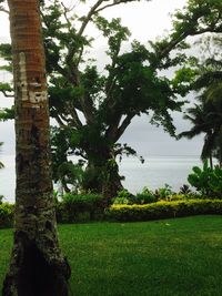 Scenic view of tree against sky