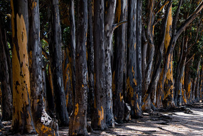 Close-up of trees in forest