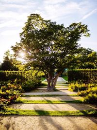 Trees in park