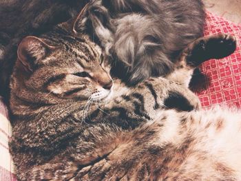 Close-up of cat sleeping