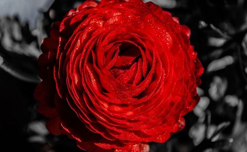 Close-up of red rose blooming outdoors