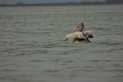 Duck swimming in a sea