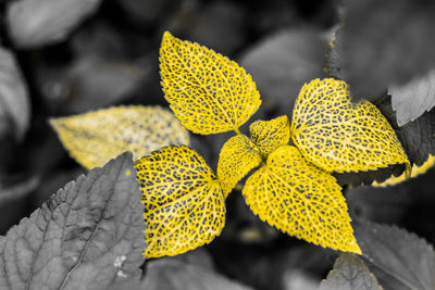 Close-up of yellow leaves against blurred background