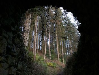 Low angle view of trees in forest during winter