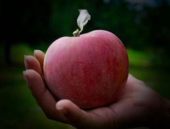 Close-up of hand holding fruit