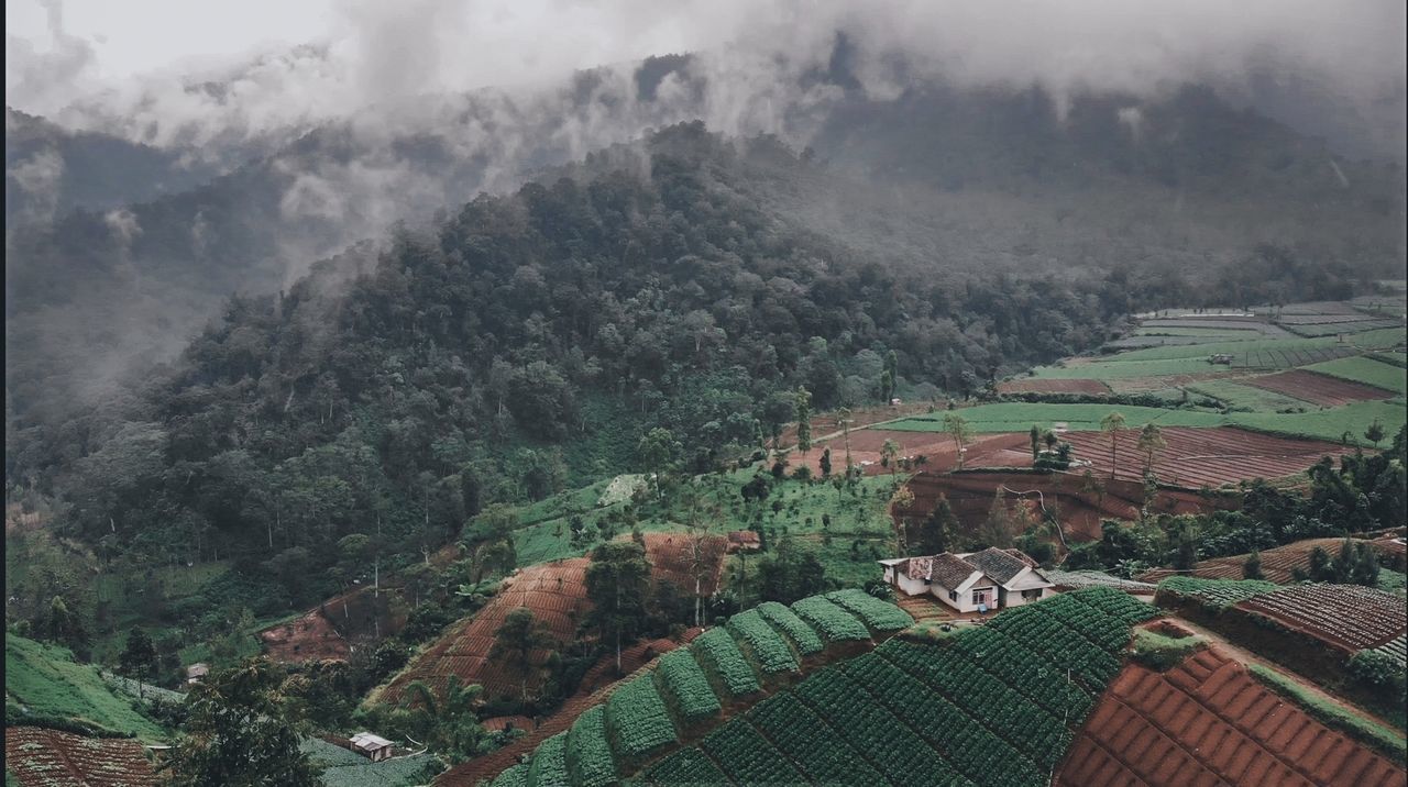 HIGH ANGLE VIEW OF TREES AND LANDSCAPE