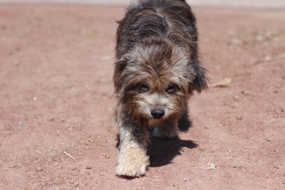 Portrait of dog sticking out tongue on field