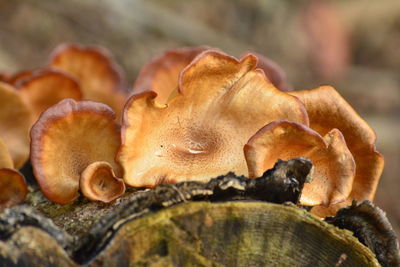 Close-up of mushrooms growing on tree stump