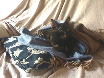 High angle view of cat lying on bed