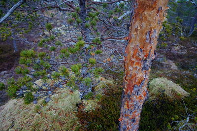 View of tree trunk in forest