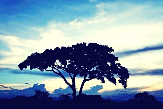 SILHOUETTE TREE AGAINST CLOUDS