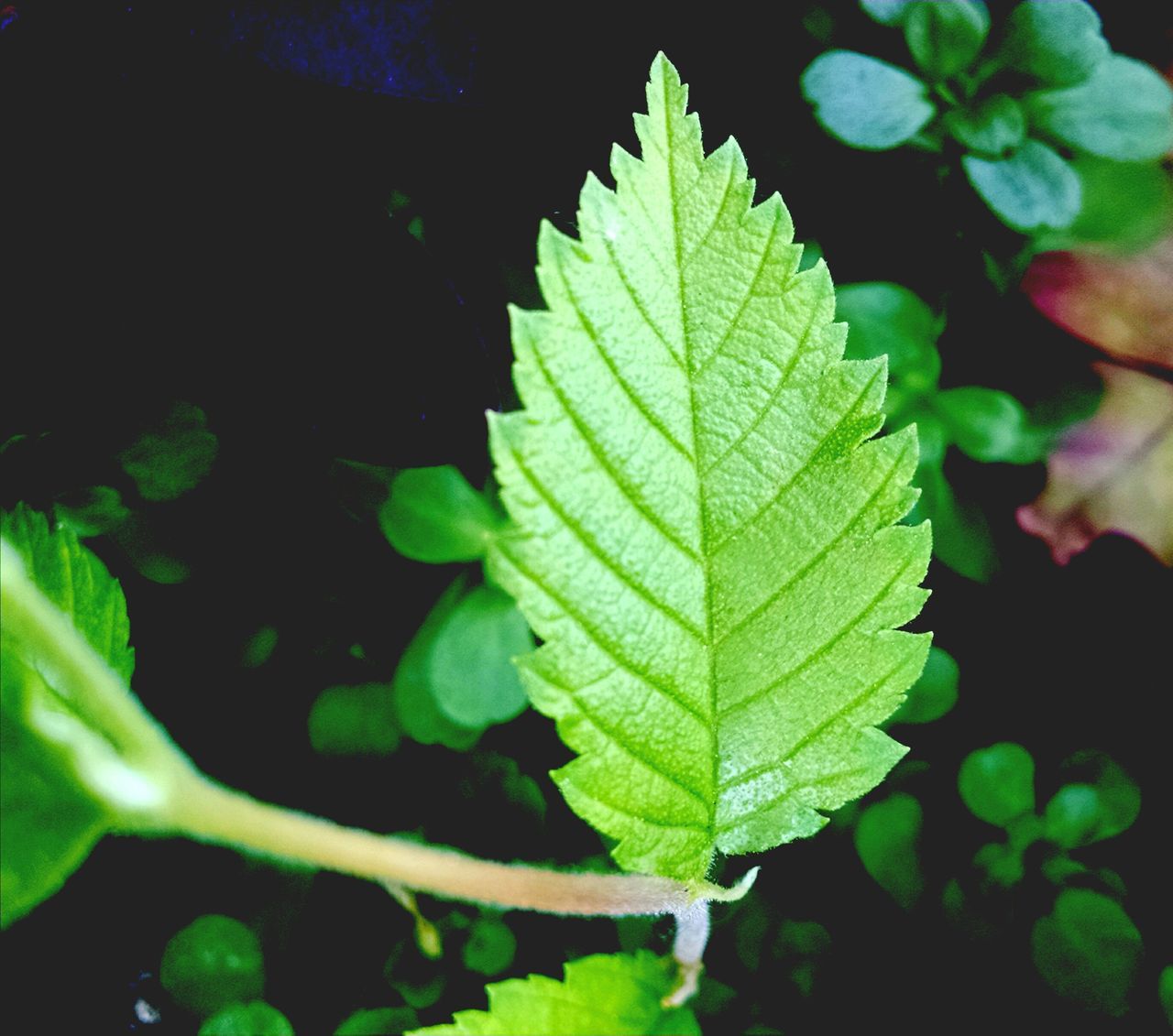 leaf, green color, growth, plant, nature, close-up, leaves, beauty in nature, leaf vein, water, green, high angle view, night, tranquility, outdoors, no people, freshness, focus on foreground, sunlight